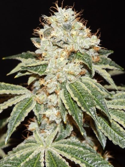 Dianna 75 <br>  Jack Herer x (Jack Herer/Grass Monkey f2) Bx3