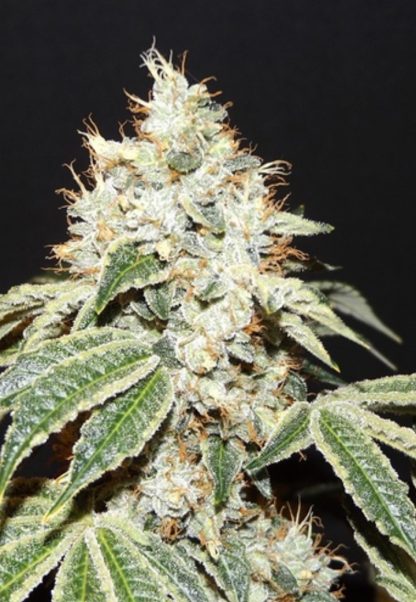 Dianna 75 <br>  Jack Herer x (Jack Herer/Grass Monkey f2) Bx3 - Image 2