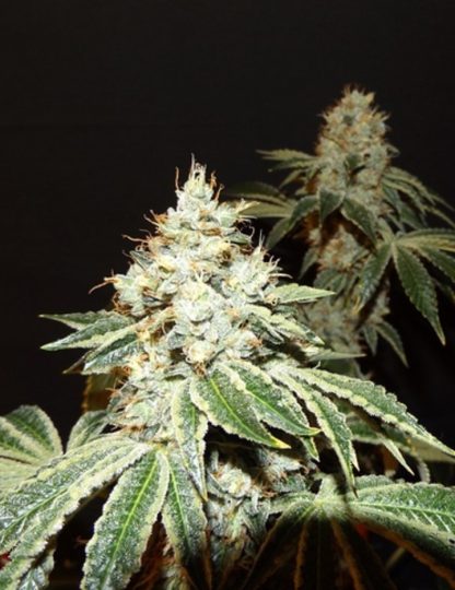 Dianna 75 <br>  Jack Herer x (Jack Herer/Grass Monkey f2) Bx3 - Image 3