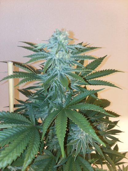 Street Outlaw F3 <br> Instant Cookies [clone only] X Starfighter F3 now at F3 - Image 5