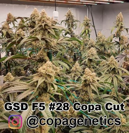 GSD F6 <br> GG4 (cut) x Sunshine Daydream (F1 Hybrid) plus a pack of Maine Event