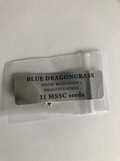 Blue Dragon Grass <br> (Magic Bluegrass X Dragon Energy)