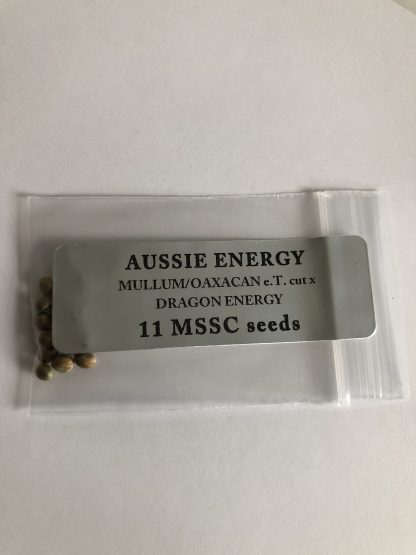 Aussie Energy <br> Mullum/Oaxacan e.T. cut x Dragon Energy