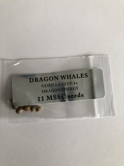 Dragon Whales <br> Gorilla Glue 4 X Dragon Energy