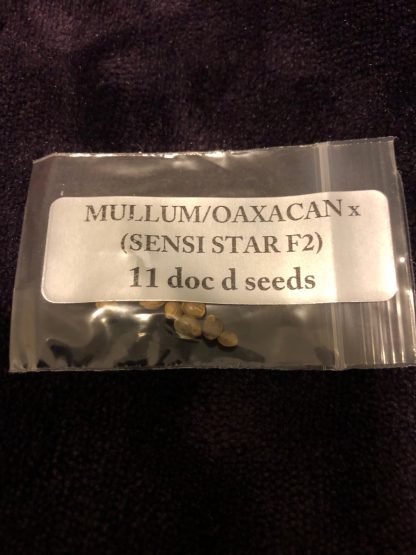 *FREEBIE LISTING* Mullumimby Madness/Oaxacan x (Sensi Star f2)