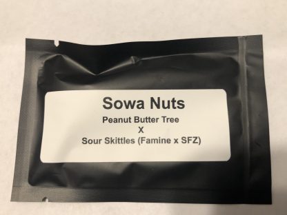 Sowa Nuts <br> (Peanut Butter Tree x Sour Skittles)