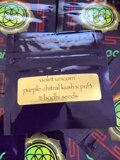 Violet Unicorn <br> (Purple Chitral Kush x puF3)