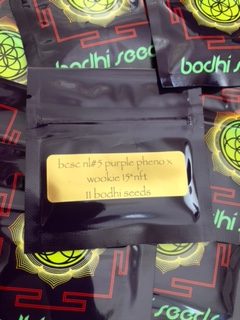 BCSC NL5 Purple Pheno x Wookie 15