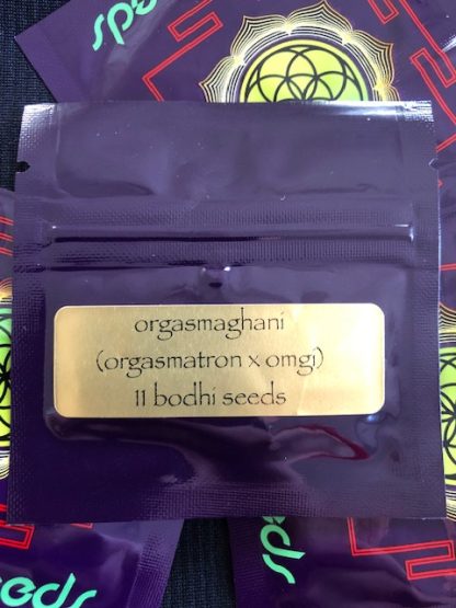 Orgasmaghani <br> (Orgasmatron x Old Mother Ghani)