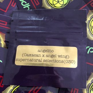 Angelito <br> (Vintage Oaxacan x Angel Wing Afghani) <br> Supernatural Selections #030 release