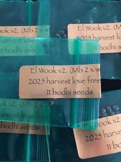 *Freebie Listing* El Wook V2 <br> (Mango Biche #2 x Wookie 15)
