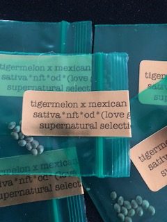 *Freebie Listing* Tigermelon x Mexican Death Sativa
