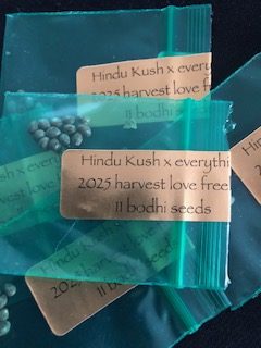 *Freebie Listing* Hindu Kush x Everything