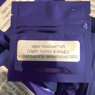 Tiger Mother <br> (Tigermelon x Old Mother Ghani)