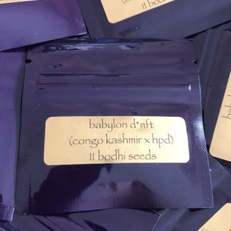 Babylon D <br>(Congo Kashmir x Hashplant D)