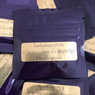 Hashplant 1D <br> (Chemdog 1 x Hashplant D)
