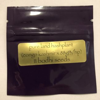 Pure Land Hashplant <br> (Congo Kashmir X 88g13/HP)