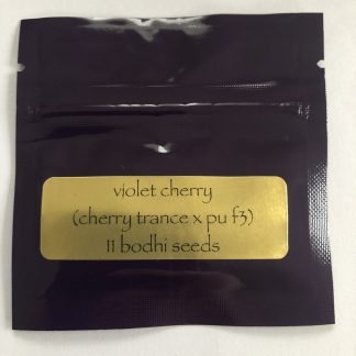 Violet Cherry <br> (Cherry Trance X Purple Unicorn F3)