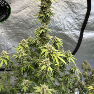 *Freebie Listing* Pine Apple <br> (Congo Kashmir x Lavender Lemonaid)