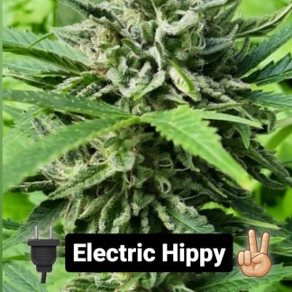 Electric Hippy <br> (100 Amp Cut x Appalacia F4 Variegated Male)