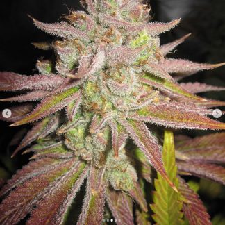 Bodhi Tree <br> (Boysenberry F4 x Starfighter F4)