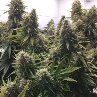 Cherry Menthol Ice <br> (Cherry OG x Durban IBL)