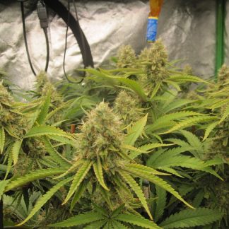 Cherry Tart <br> (Cherry OG X Grass Monkey)