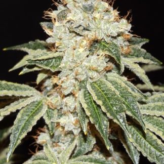 Dianna 75 <br> Jack Herer x (Jack Herer/Grass Monkey f2) Bx3