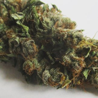 Delirious <br> (Hippy Slayer PJ's Cut x Grandaddy Purple IBL)