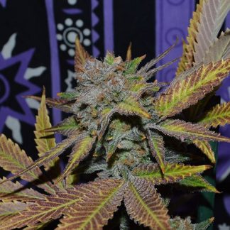 Darling Nikki <br>(Grass Monkey x Grandaddy Purple)