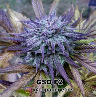 GSD F6 <br> GG4 (cut) x Sunshine Daydream (F1 Hybrid) plus a pack of Maine Event - Image 3