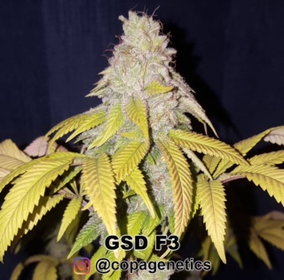 GSD F6 <br> GG4 (cut) x Sunshine Daydream (F1 Hybrid) plus a pack of Maine Event - Image 5