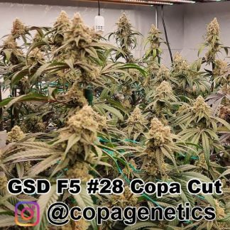 GSD F6 <br> GG4 (cut) x Sunshine Daydream (F1 Hybrid) plus a pack of Maine Event