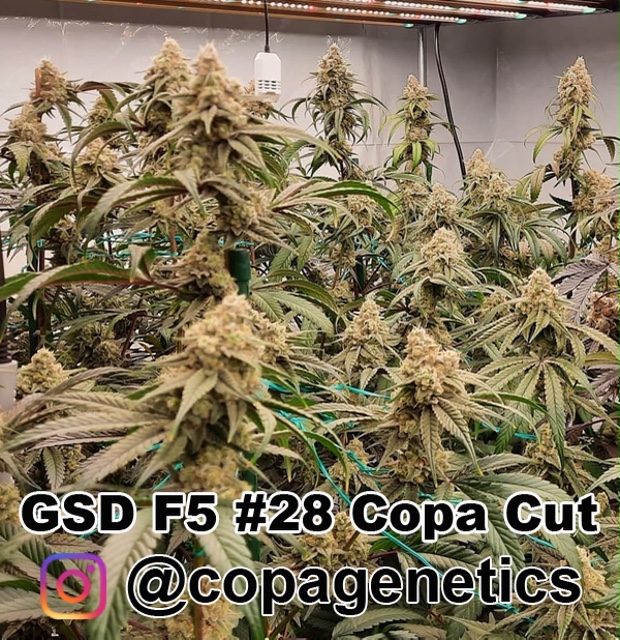 GSD F6 <br> GG4 (cut) x Sunshine Daydream (F1 Hybrid) plus a pack of Maine Event