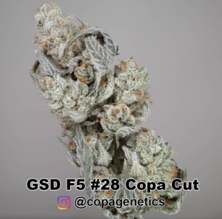 GSD F6 <br> GG4 (cut) x Sunshine Daydream (F1 Hybrid) plus a pack of Maine Event - Image 7