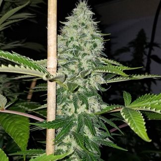 Hunza Valley 91 (Skelly Hash Plant X Chemdog 91 Bx3 Male)