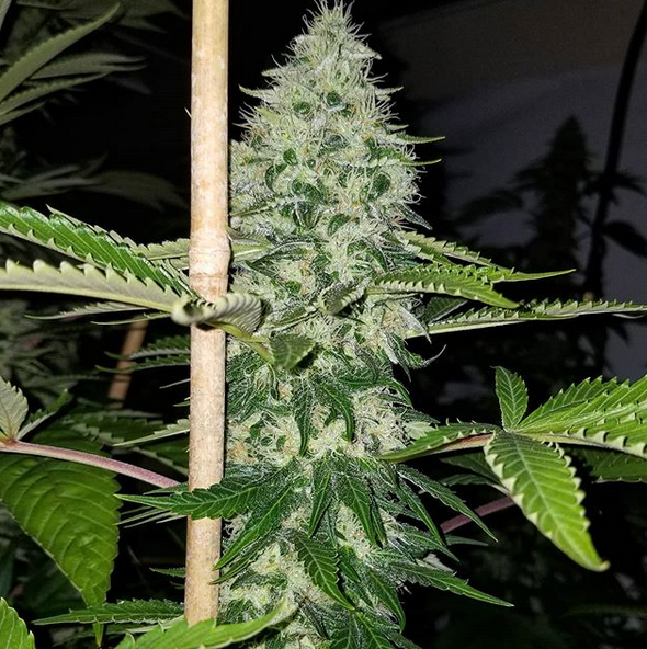 Hunza Valley 91 (Skelly Hash Plant X Chemdog 91 Bx3 Male)