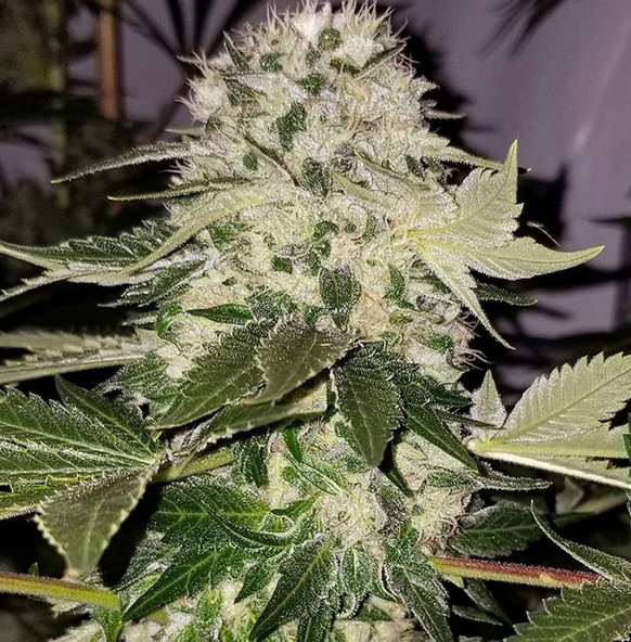 Hunza Valley 91 (Skelly Hash Plant X Chemdog 91 Bx3 Male) - Image 2