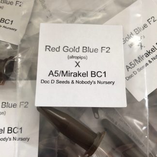 *FREEBIE LISTING* Red Gold Blue F2 (Afropips) X A5/Mirakel BC1
