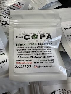 Salmon Creek Big Bud F2