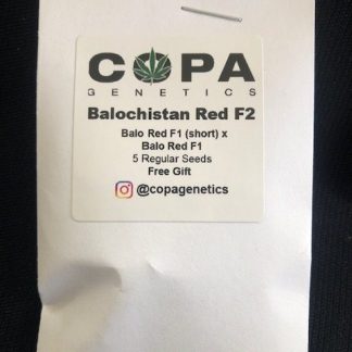 ***Freebie Listing*** Balochistan Red F2