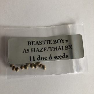 Beastie Bandaid <br> Beastie Boy (Yo Mama/BHF1) X A5 Haze/Thai BX