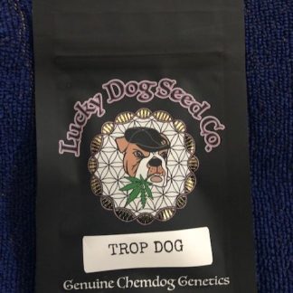 Trop Dog <br> (Tropicana Cherry x Chemdog 91 Bx3)