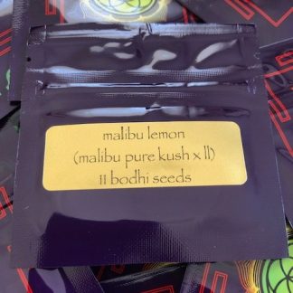 Malibu Lemons <br> (Malibu Pure Kush X LL)