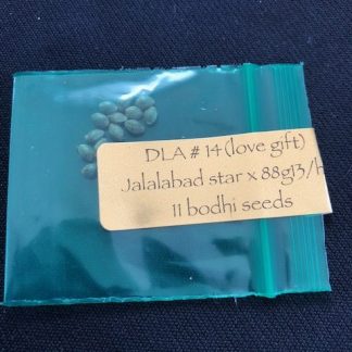 *Freebie Listing* DLA #14 Jalalabad Star x 1988 G13 Hashplant