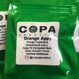 Orange Appy <br> (Orange Turpentine (Greenshock Cut) X Appy F4 Variegated Male)