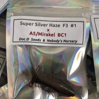 Super Silver Haze f3 #1 x A5 Haze/Mirakel bc1