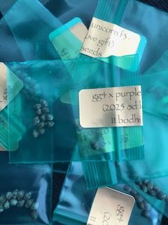 *Freebie Listing* Gorilla Glue 4 x Purple Unicorn f3