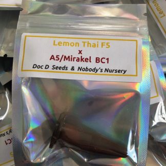 Lemon Thai f5 x A5 Haze/Mirakel bc1