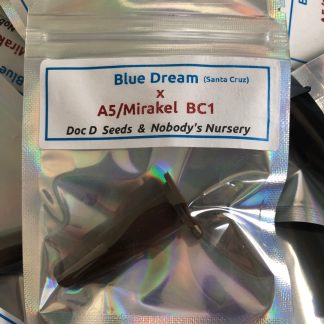 Blue Dream Santa Cruz cut x A5 Haze/Mirakel bc1